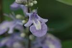 Dcim5032/DSC_5538