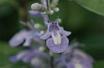 Dcim5032/DSC_5545