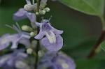 Dcim5032/DSC_5548