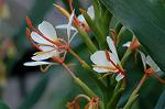 Dcim5032/DSC_5559