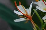 Dcim5032/DSC_5572