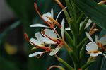 Dcim5032/DSC_5577