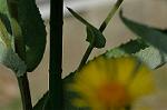 Dcim5033/DSC_5717