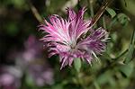 Dcim5035/DSC_5856