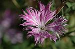 Dcim5035/DSC_5858