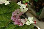 Dcim5035/DSC_5915