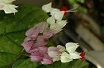 Dcim5035/DSC_5916
