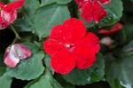 Dcim5038/DSC_5986