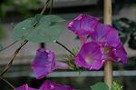 Dcim5038/DSC_6005