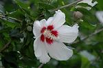 Dcim5038/DSC_6013