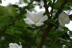 Dcim5038/DSC_6057