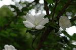 Dcim5038/DSC_6058