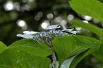 Dcim5038/DSC_6076