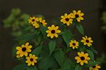 Dcim5038/DSC_6102
