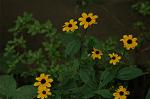Dcim5039/DSC_6103