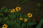 Dcim5039/DSC_6104