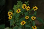 Dcim5039/DSC_6124