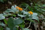 Dcim5039/DSC_6142