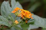 Dcim5039/DSC_6144