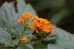 Dcim5039/DSC_6150