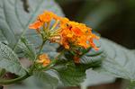 Dcim5039/DSC_6153