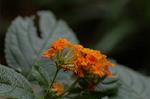 Dcim5039/DSC_6157