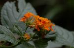 Dcim5039/DSC_6158
