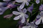 Dcim5045/DSC_7012