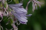 Dcim5049/DSC_7433