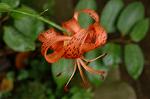 Dcim5052/DSC_7468