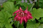 Dcim5052/DSC_7492