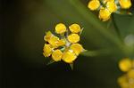 Dcim5053/DSC_7610