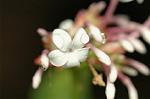 Dcim5053/DSC_7654