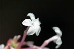 Dcim5053/DSC_7655