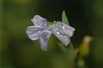 Dcim5053/DSC_7703