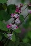 Dcim5054/DSC_7717