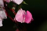 Dcim5054/DSC_7720