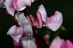 Dcim5054/DSC_7721