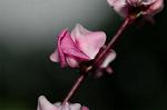 Dcim5054/DSC_7722