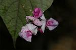 Dcim5054/DSC_7724