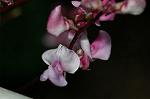 Dcim5054/DSC_7725