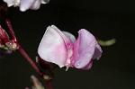 Dcim5054/DSC_7726
