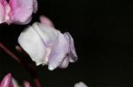 Dcim5054/DSC_7727
