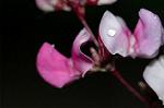 Dcim5054/DSC_7729