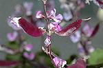 Dcim5054/DSC_7732