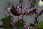 Dcim5054/DSC_7733