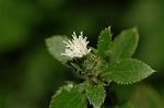 Dcim5054/DSC_7808