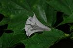 Dcim5054/DSC_7816