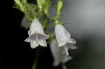 Dcim5054/DSC_7829