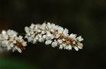 Dcim5055/DSC_7842